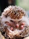 animals_240x320_moblo (26)