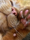 animals_240x320_moblo (27)