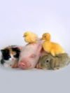 animals_240x320_moblo (28)