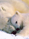 animals_240x320_moblo (29)