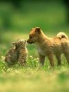 animals_240x320_moblo (30)