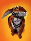 animals_240x320_moblo (31)