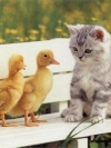 animals_240x320_moblo (32)