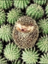 animals_240x320_moblo (34)