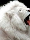 animals_240x320_moblo (35)