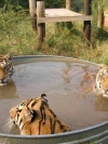 animals_240x320_moblo (36)