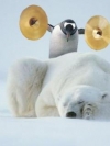 animals_240x320_moblo (37)