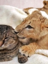 animals_240x320_moblo (38)