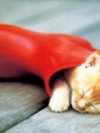 animals_240x320_moblo (39)