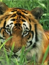 animals_240x320_moblo (40)