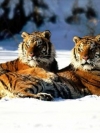 animals_240x320_moblo (41)