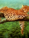 animals_240x320_moblo (42)