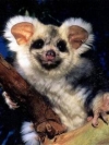 animals_240x320_moblo (43)