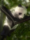 animals_240x320_moblo (46)
