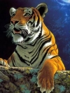 animals_240x320_moblo (47)