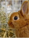 animals_240x320_moblo (48)
