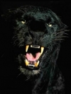 animals_240x320_moblo (49)