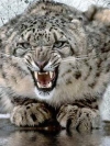 animals_240x320_moblo (50)