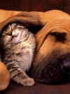 animals_240x320_moblo (51)