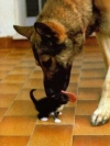 animals_240x320_moblo (52)