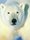 animals_240x320_moblo (53)