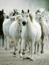 animals_240x320_moblo (54)