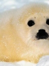 animals_240x320_moblo (55)