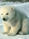 animals_240x320_moblo (56)