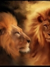 animals_240x320_moblo (57)