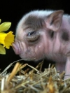 animals_240x320_moblo (59)