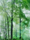 v lesu