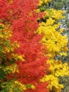 red-yellow