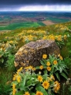 palouse-farm-country-washington