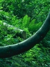 nature213-1024-hf
