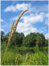 kolosok