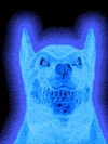 Neon (15)