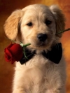 Puppy