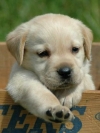 Doggy