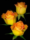 05209