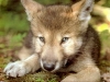 wolves_079_resize