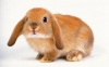 1237378313_1199235873_1440rabbit_2024