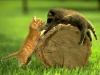 CAT 9