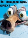 Вы не видели здесь орех?