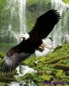 telpics_ru_843939208_176x220