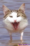 Мяу