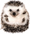 avatard_153