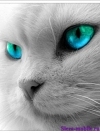 Кот