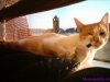 PICO_16