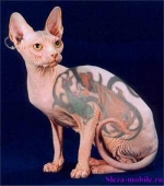 кошка
