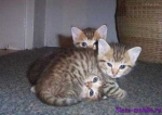 котята